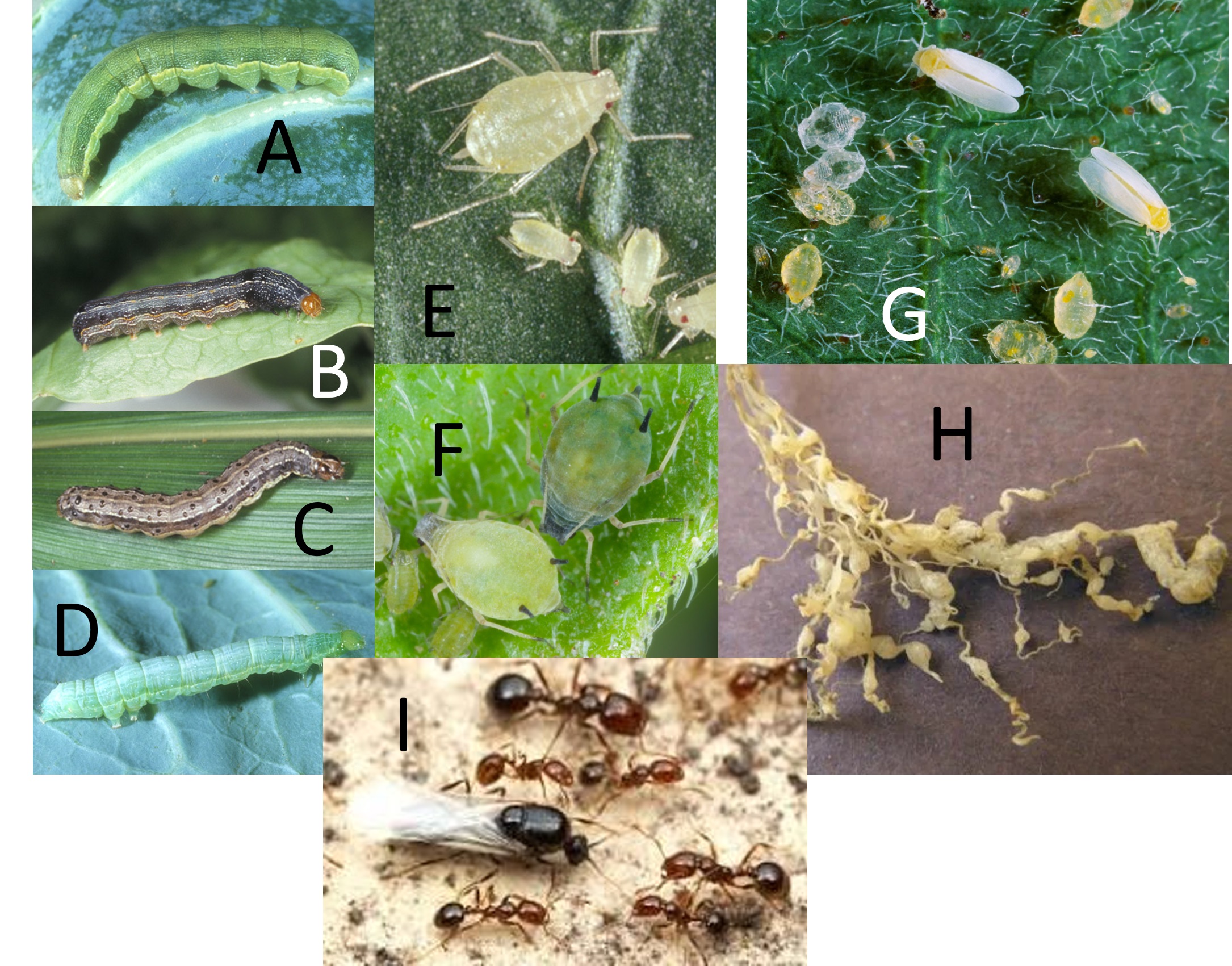 Okra Greauxing Guide